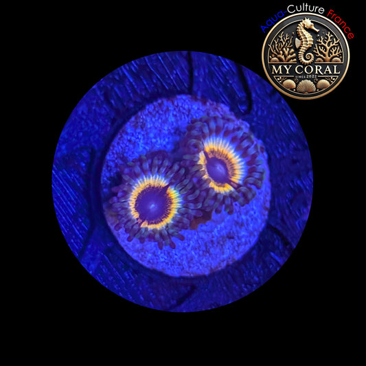 Zoanthus de Culture WYSIWYG - SONIC FLARE - ZSF203