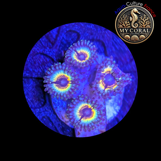 Zoanthus de Culture WYSIWYG - SONIC FLARE - ZSF204