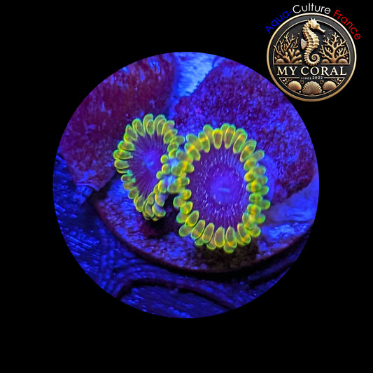 Zoanthus Signature de Culture WYSIWYG - MC TANTRUM - ZTTM201