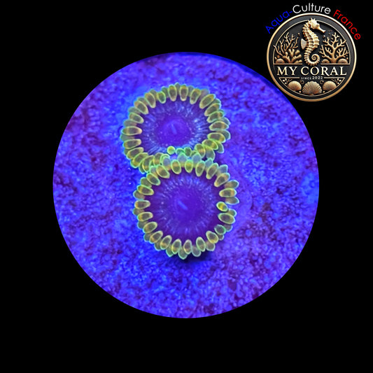 Zoanthus Signature de Culture WYSIWYG - MC TANTRUM - ZTTM202