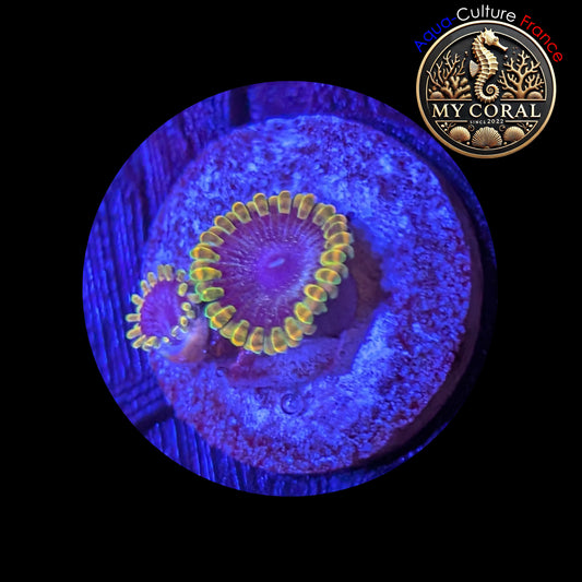 Zoanthus Signature de Culture WYSIWYG - MC TANTRUM - ZTTM203