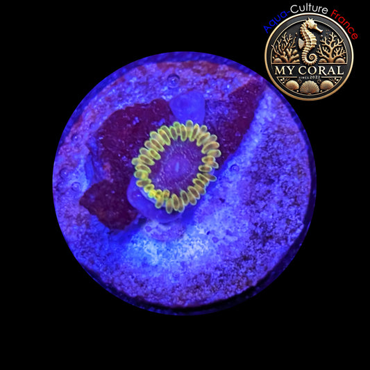 Zoanthus Signature de Culture WYSIWYG - MC TANTRUM - ZTTM204