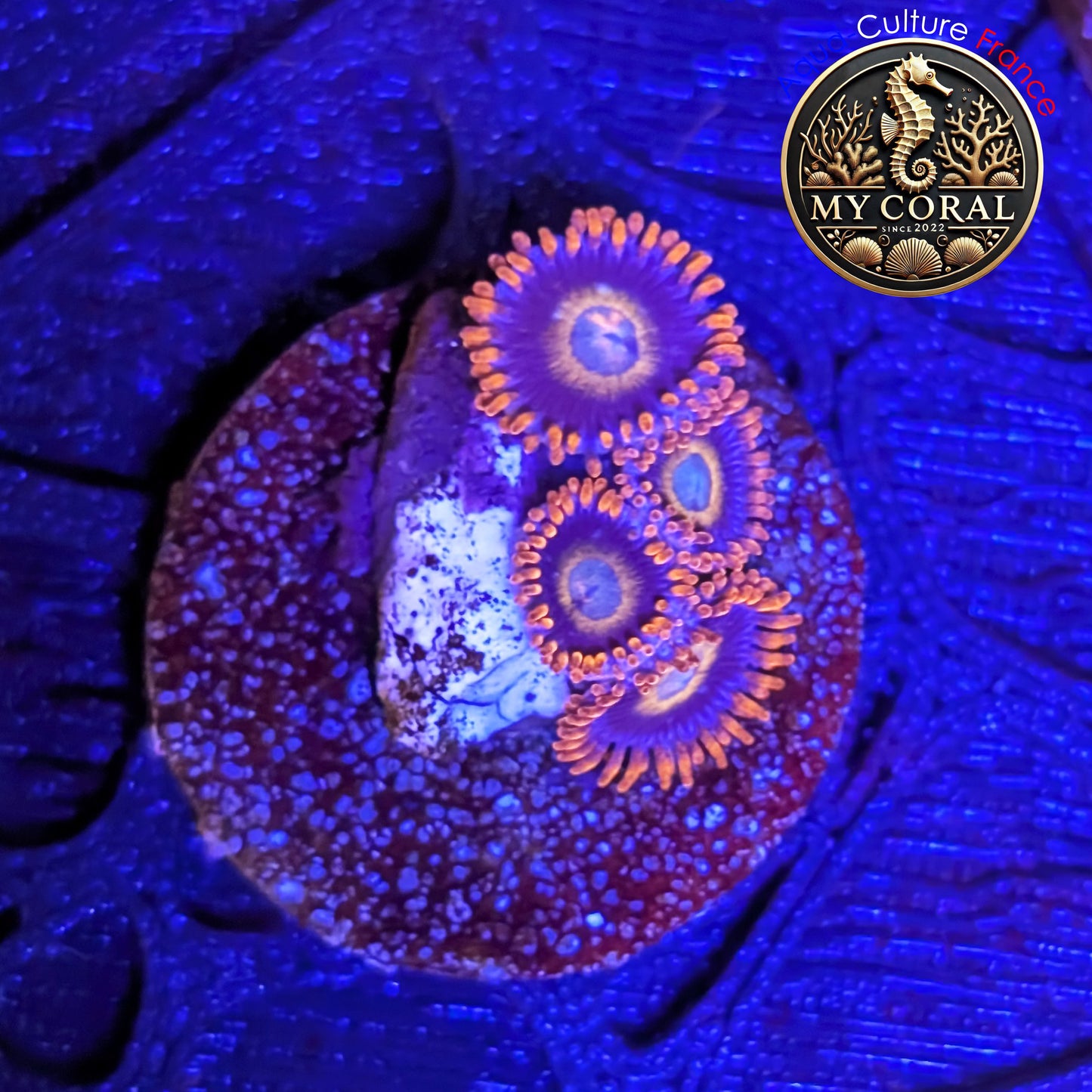 Zoanthus de Culture WYSIWYG - Tequilla Sunrise - ZTS201