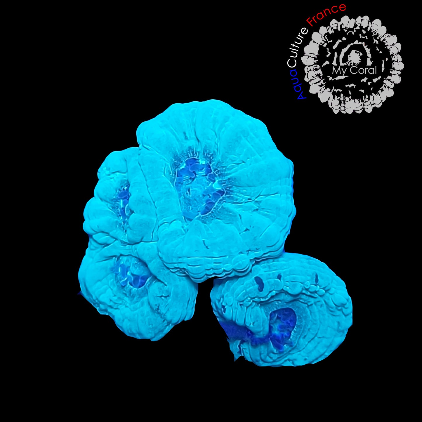 Coraux de Culture LPS - Caulastrea Bleu  - CLB001