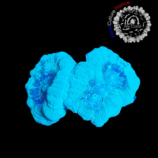 Coraux de Culture LPS - Caulastrea Bleu  - CLB002