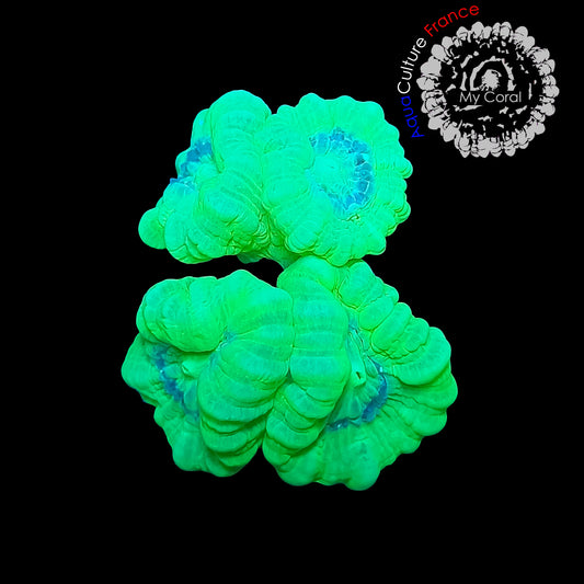 Coraux de Culture LPS - Caulastrea Vert Fluo  - CLVF002