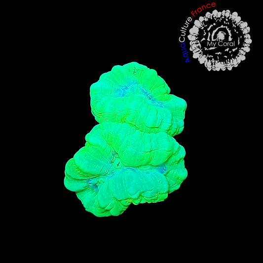 Coraux de Culture LPS - Caulastrea Vert Fluo  - CLVF001