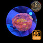 Echinophyllia de Culture WYSIWYG - Pink Yellow Eye- ECPYE101