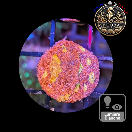 Echinophyllia de Culture WYSIWYG - Pink Yellow Eye- ECPYE101