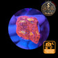 Echinophyllia de Culture WYSIWYG - Pink Yellow Eye- ECPYE102