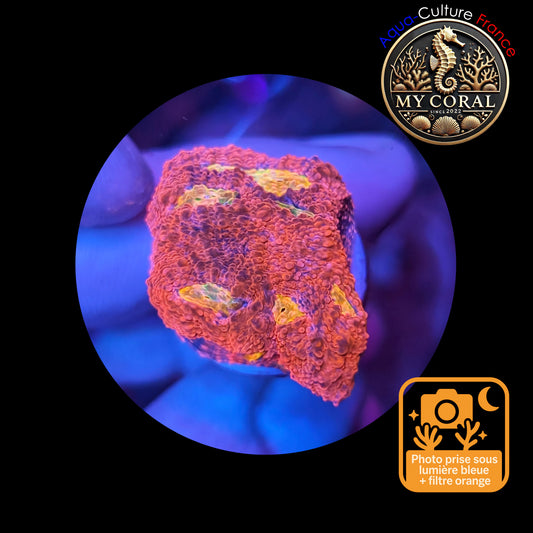 Echinophyllia de Culture WYSIWYG - Pink Yellow Eye- ECPYE102