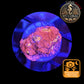 Echinophyllia de Culture WYSIWYG - Pink Yellow Eye- ECPYE104