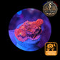 Echinophyllia de Culture WYSIWYG - Pink Yellow Eye- ECPYE104
