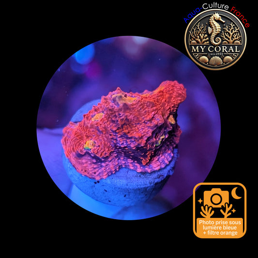 Echinophyllia de Culture WYSIWYG - Pink Yellow Eye- ECPYE104