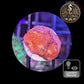 Echinophyllia de Culture WYSIWYG - Pink Yellow Eye- ECPYE104