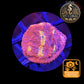 Echinophyllia de Culture WYSIWYG - Pink Yellow Eye- ECPYE105