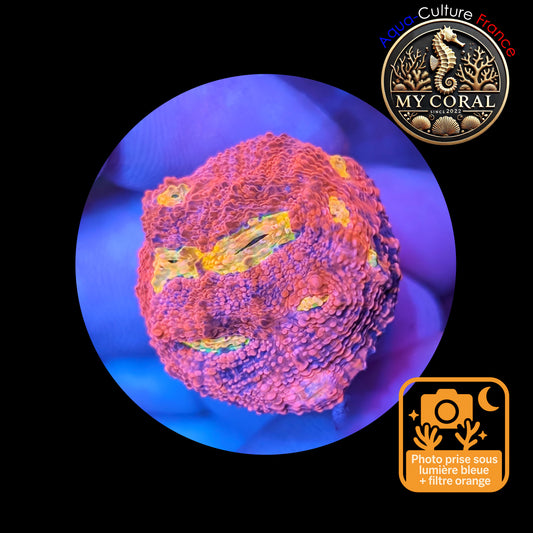 Echinophyllia de Culture WYSIWYG - Pink Yellow Eye- ECPYE105