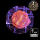 Echinophyllia de Culture WYSIWYG - Pink Yellow Eye- ECPYE105