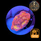 Echinophyllia de Culture WYSIWYG - Pink Yellow Eye- ECPYE106