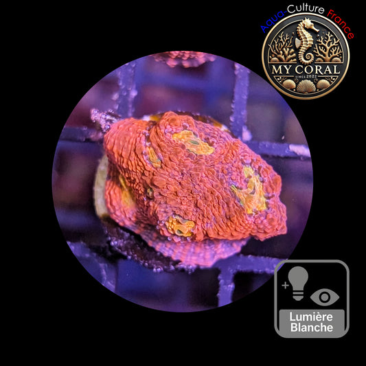 Echinophyllia de Culture WYSIWYG - Pink Yellow Eye- ECPYE106