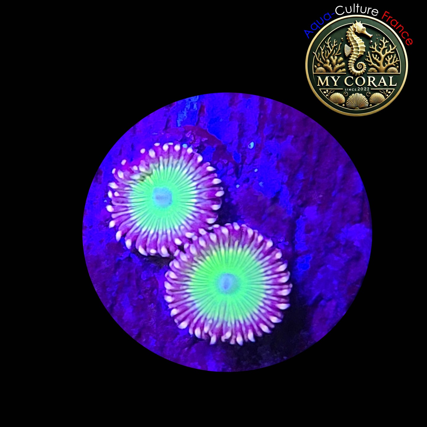 Zoanthus de Culture WYSIWYG - WWC Cornbred Omega ZCB010