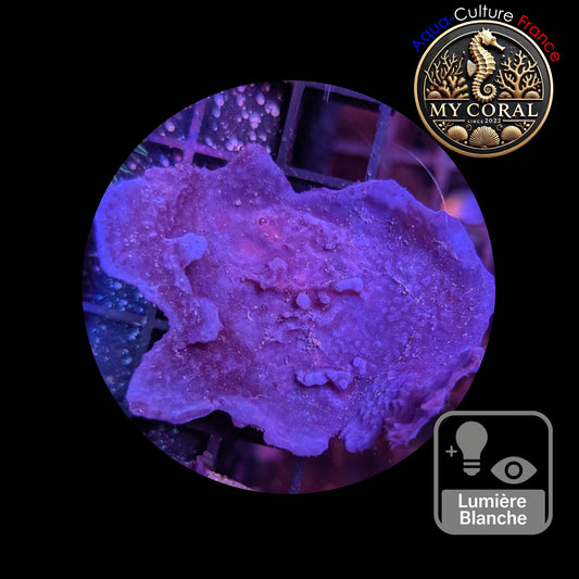 Coraux mous de Culture WYSIWYG - Eponge Purple - Collospongia Auris EP105