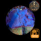 Coraux mous de Culture WYSIWYG - Eponge Purple - Collospongia Auris EP106