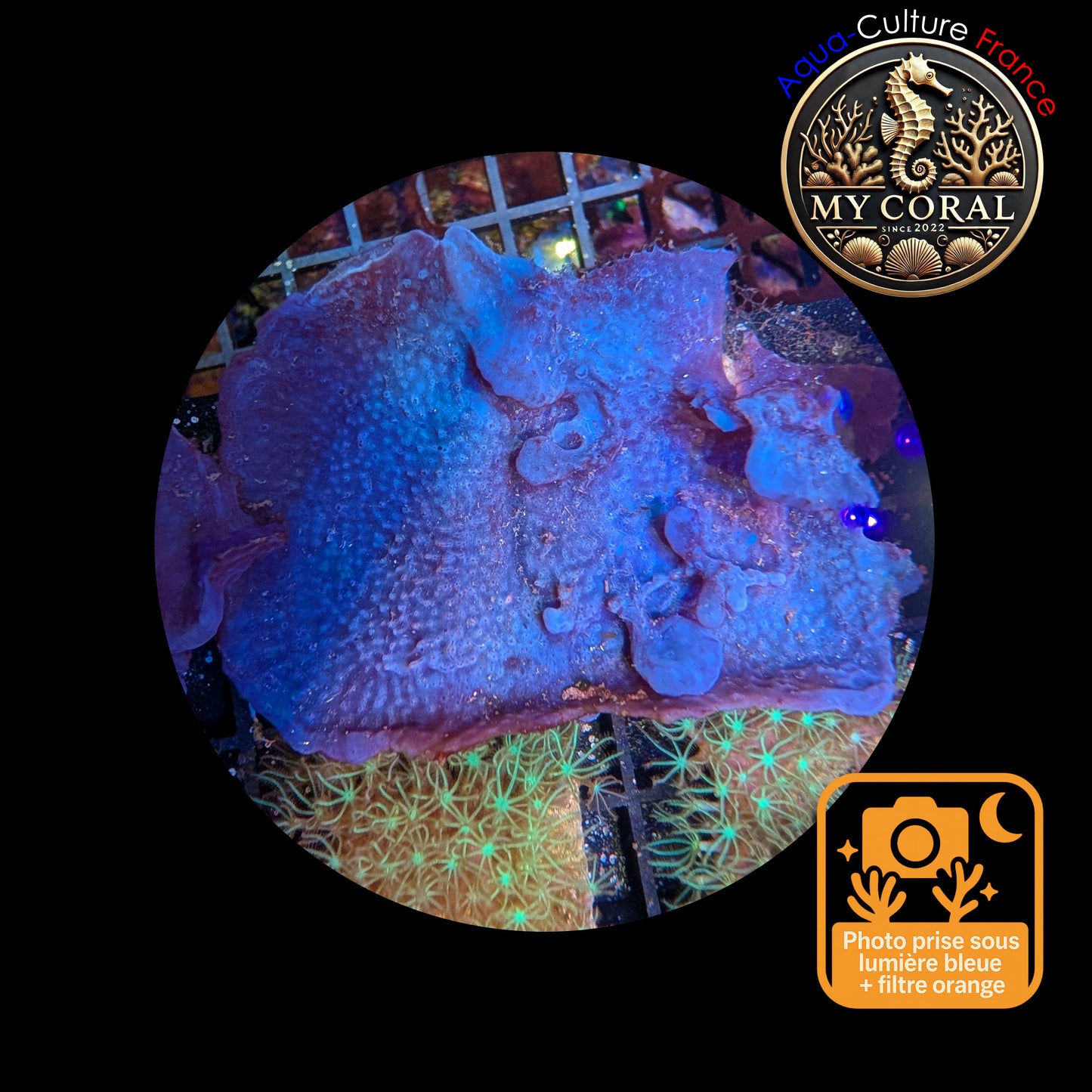 Coraux mous de Culture WYSIWYG - Eponge Purple - Collospongia Auris EP106