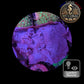 Coraux mous de Culture WYSIWYG - Eponge Purple - Collospongia Auris EP106