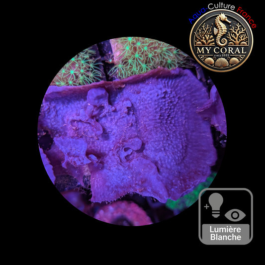 Coraux mous de Culture WYSIWYG - Eponge Purple - Collospongia Auris EP106