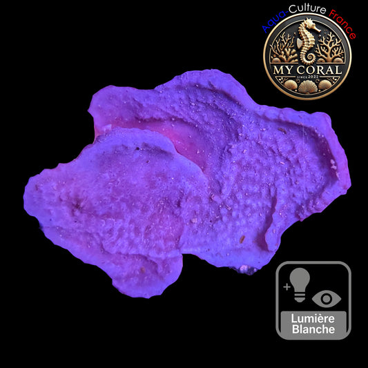 Coraux mous de Culture WYSIWYG - Eponge Purple - Collospongia Auris EP108