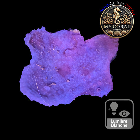 Coraux mous de Culture WYSIWYG - Eponge Purple - Collospongia Auris EP109