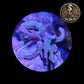 Coraux mous de Culture WYSIWYG -Sinularia Flexibilis Vert - SNG102