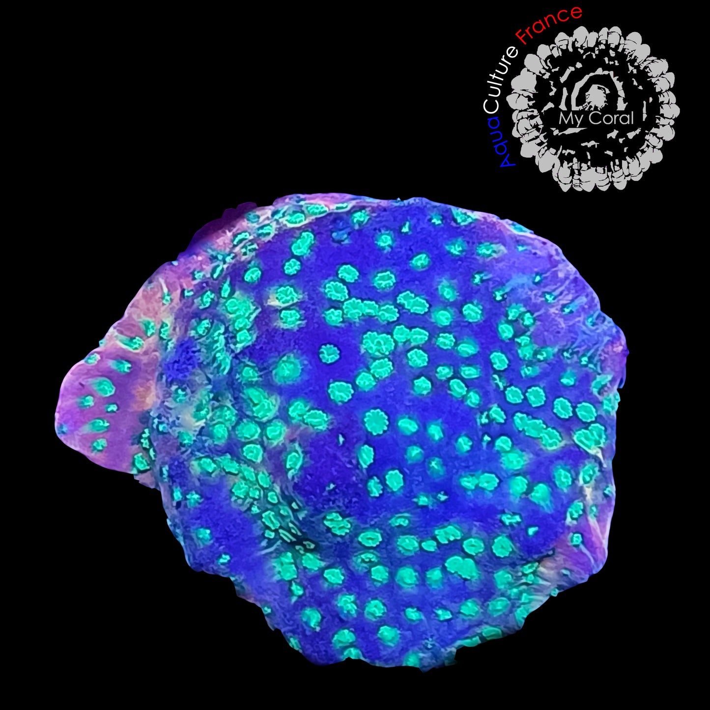 SPS de Culture WYSIWYG - Montipora Sunset SMSS003