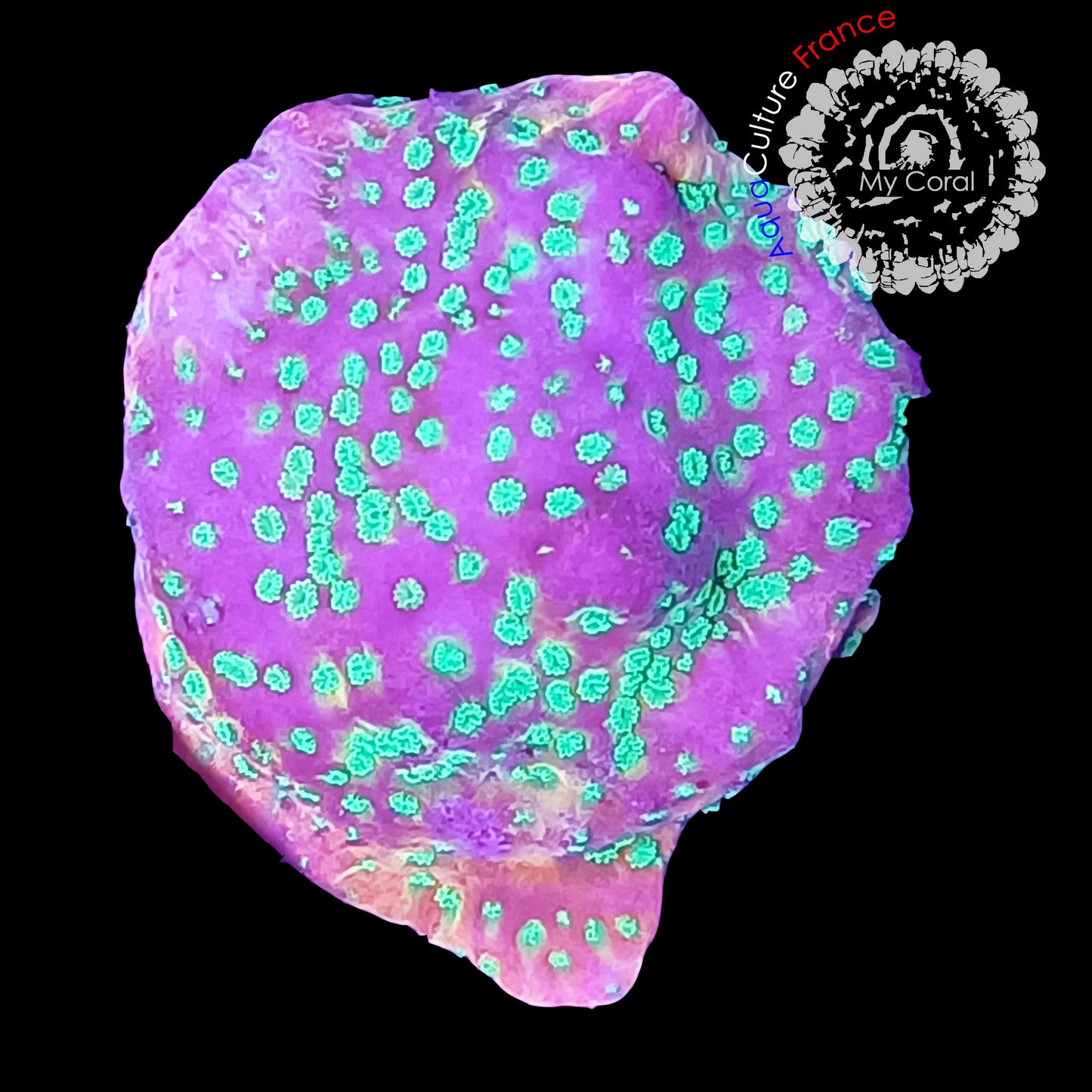 SPS de Culture WYSIWYG - Montipora Sunset SMSS002