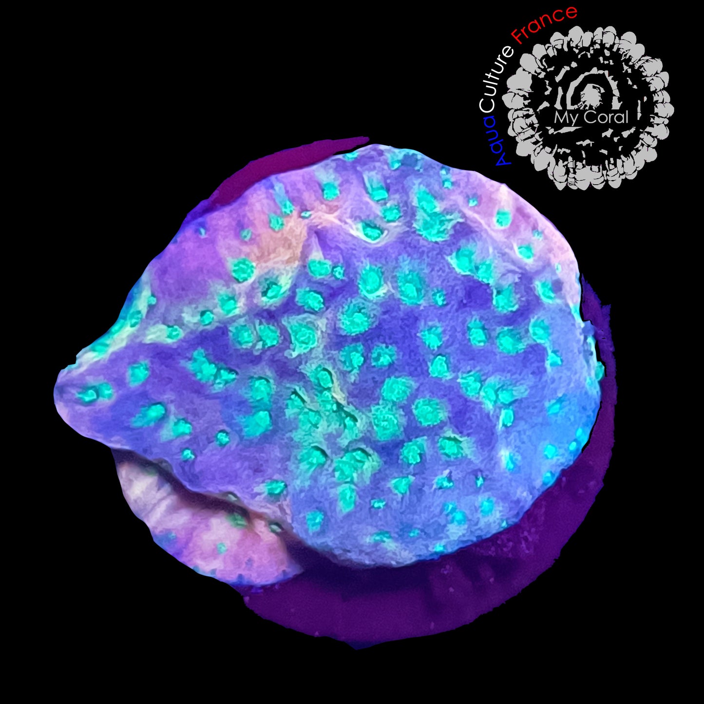 SPS de Culture WYSIWYG - Montipora Sunset SMSS004