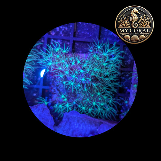 Coraux mous de Culture WYSIWYG - Pachyclavularia Violacea Green 4*4cm  MPVG103