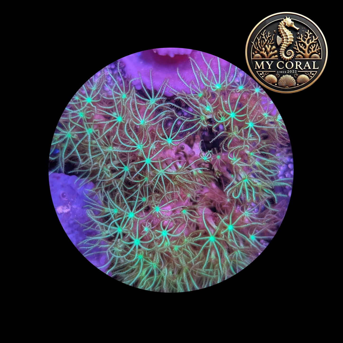 Coraux mous de Culture WYSIWYG - Pachyclavularia Violacea Green 4*4cm  MPVG104