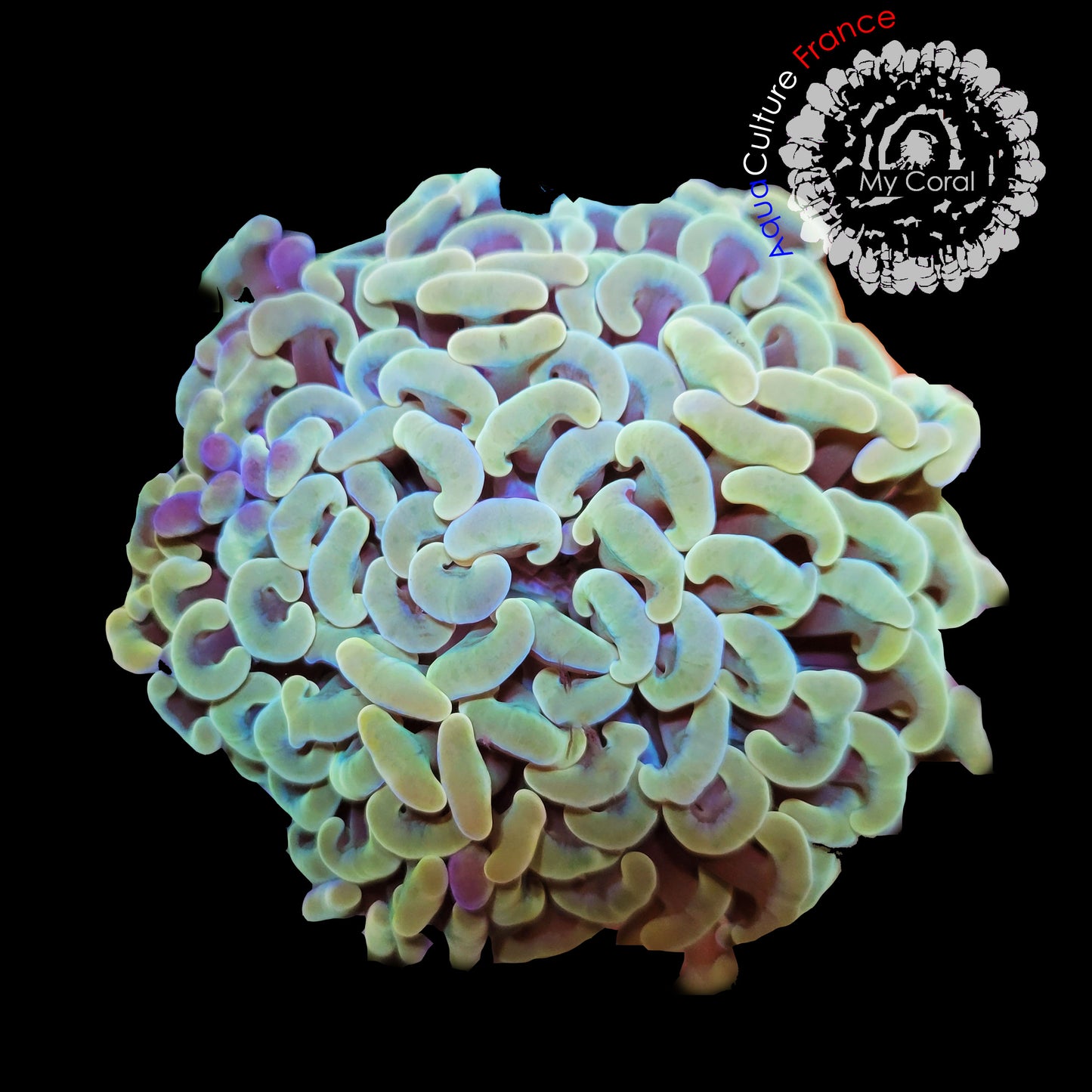 Euphyllia de Culture WYSIWYG- Paraancora Cream XL (10CM+) EPRC002