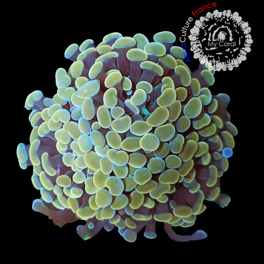 Euphyllia de Culture WYSIWYG- Paraancora Bicolor 3 Têtes EPRC003