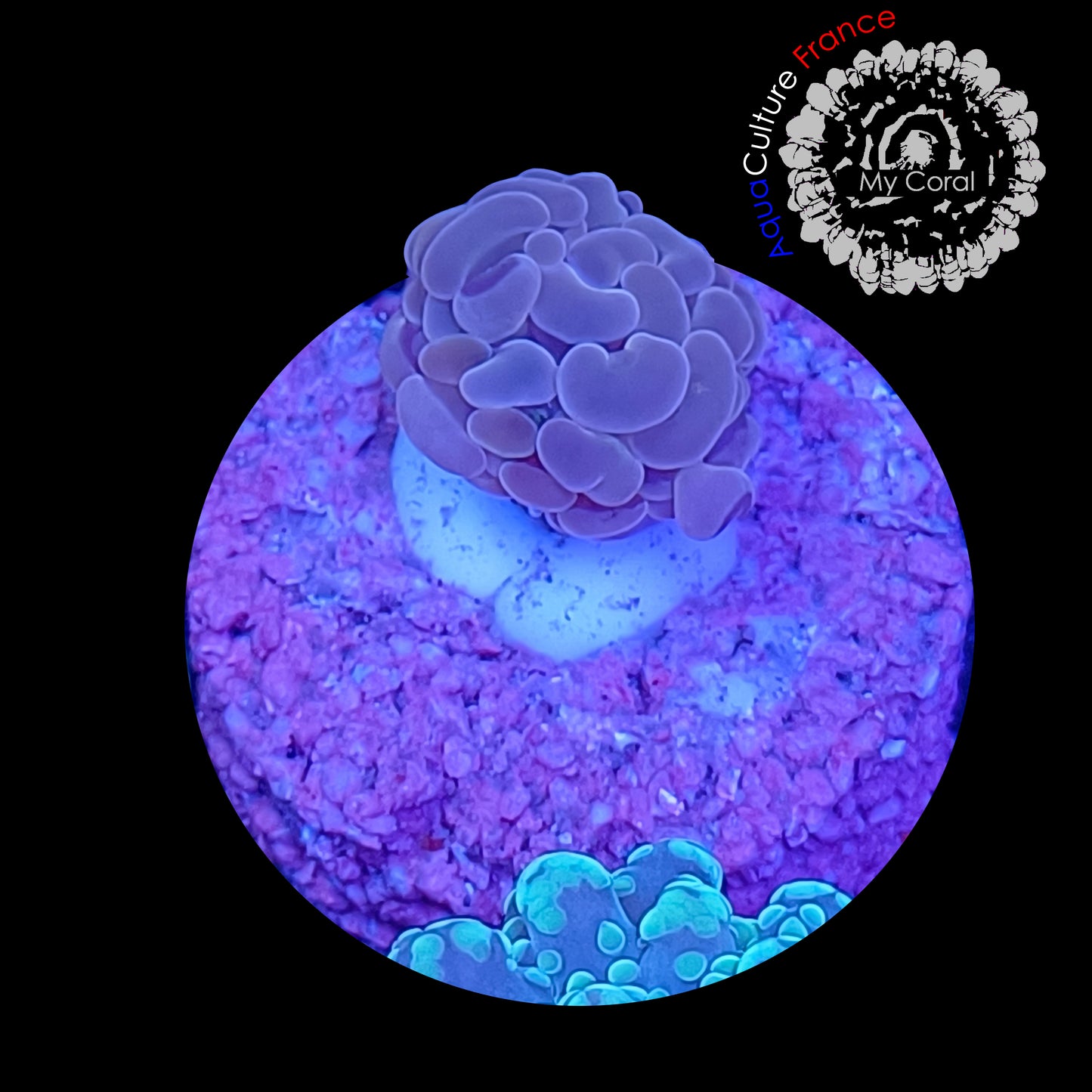 Euphyllia de Culture WYSIWYG- Paraancora Pink 006