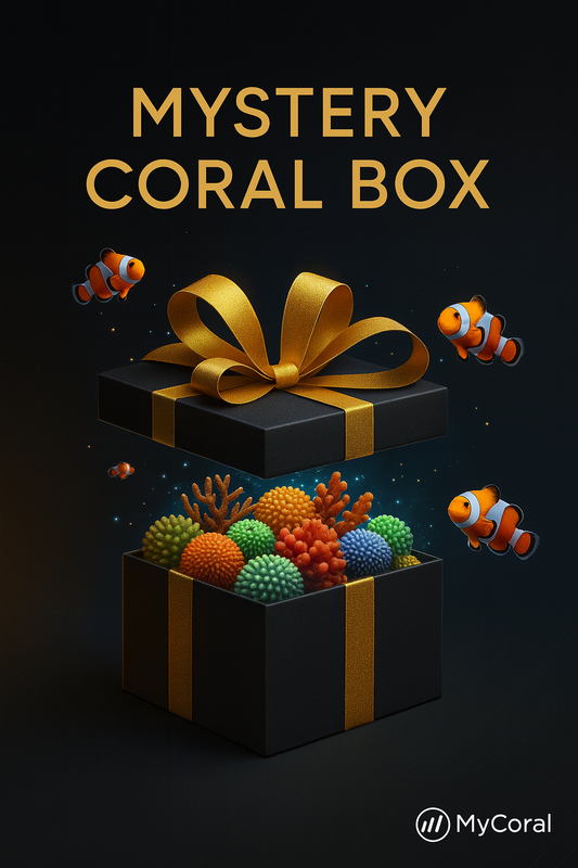 Boîte Mystère - Collection Zoanthus