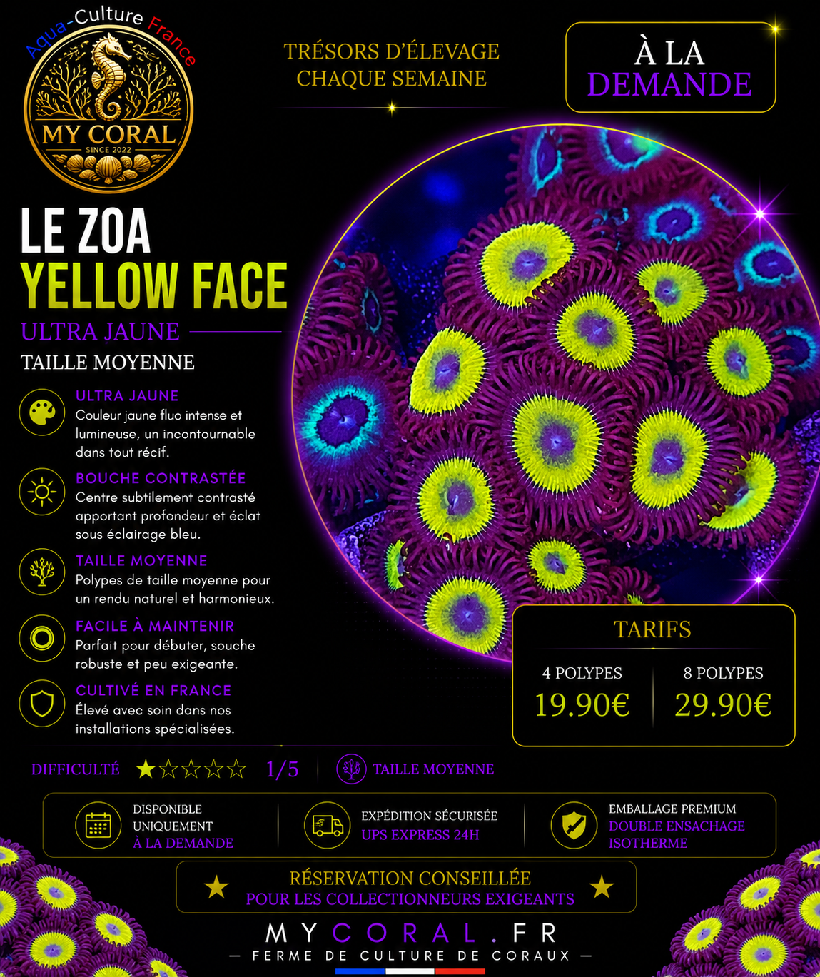 Zoanthus à la demande - Yellow Face