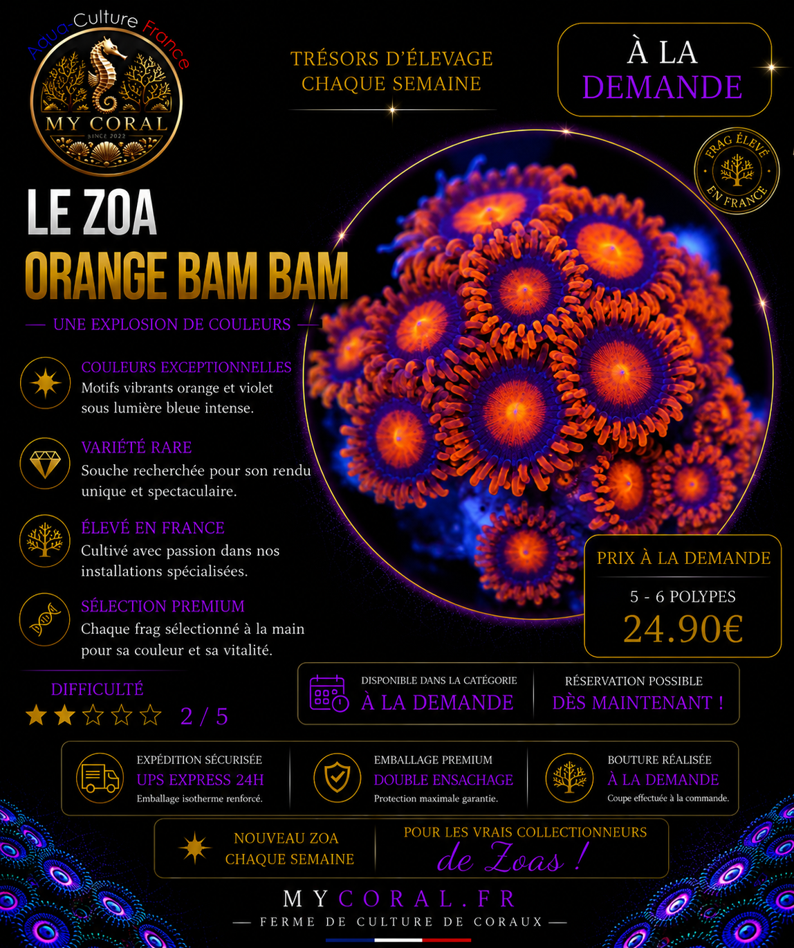 Zoanthus à la demande - Orange BAM BAM