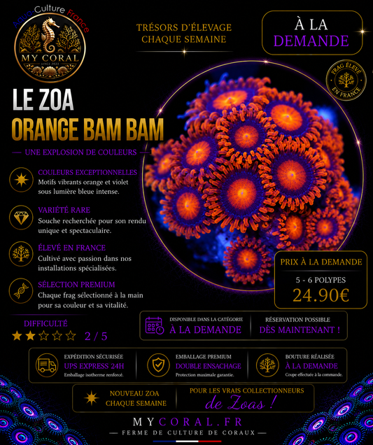 Zoanthus à la demande - Orange BAM BAM