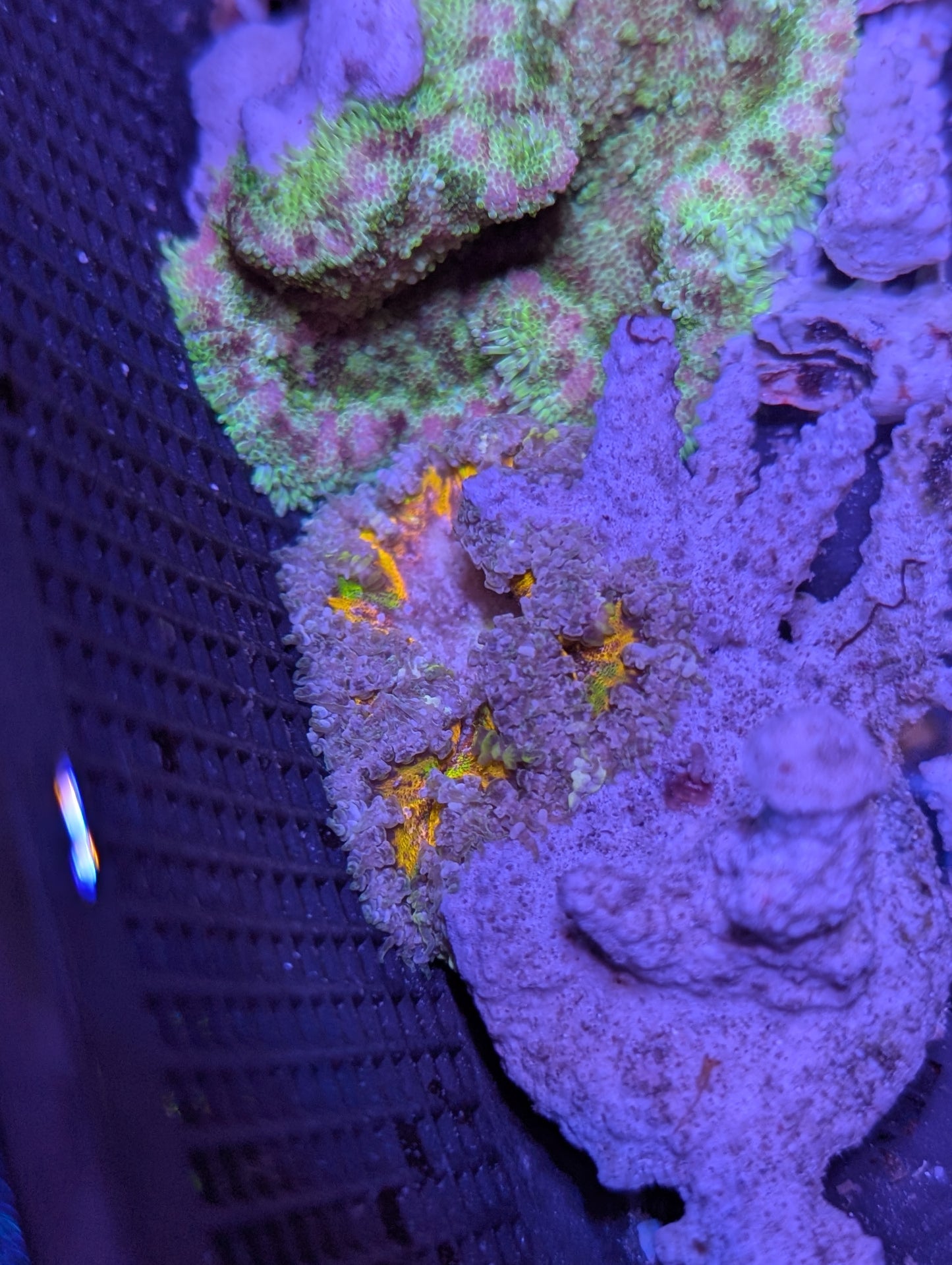 Commande Lucca Porto-Vecchio