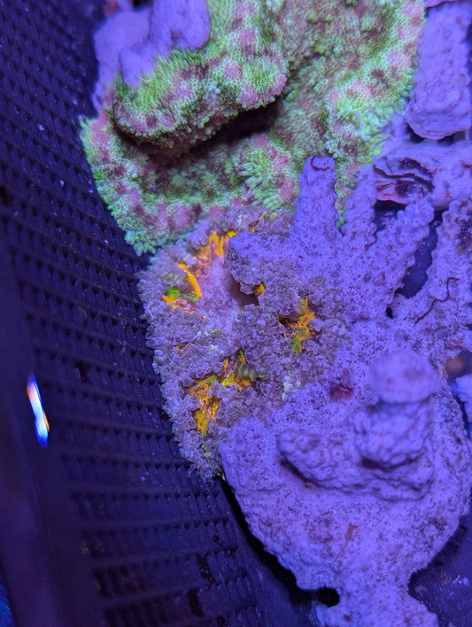 Commande Lucca Porto-Vecchio