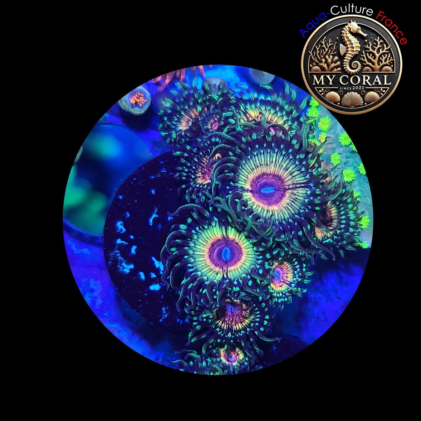 Zoanthus à la demande - Collector - Raimbow Eclipse