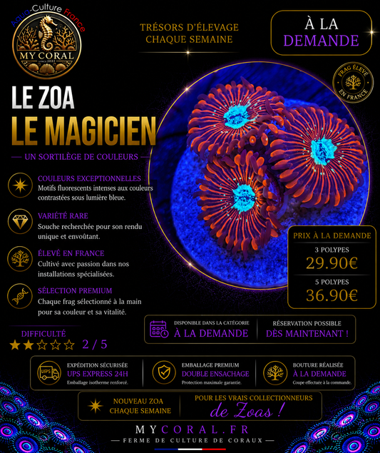 Zoanthus à la demande - Magicien
