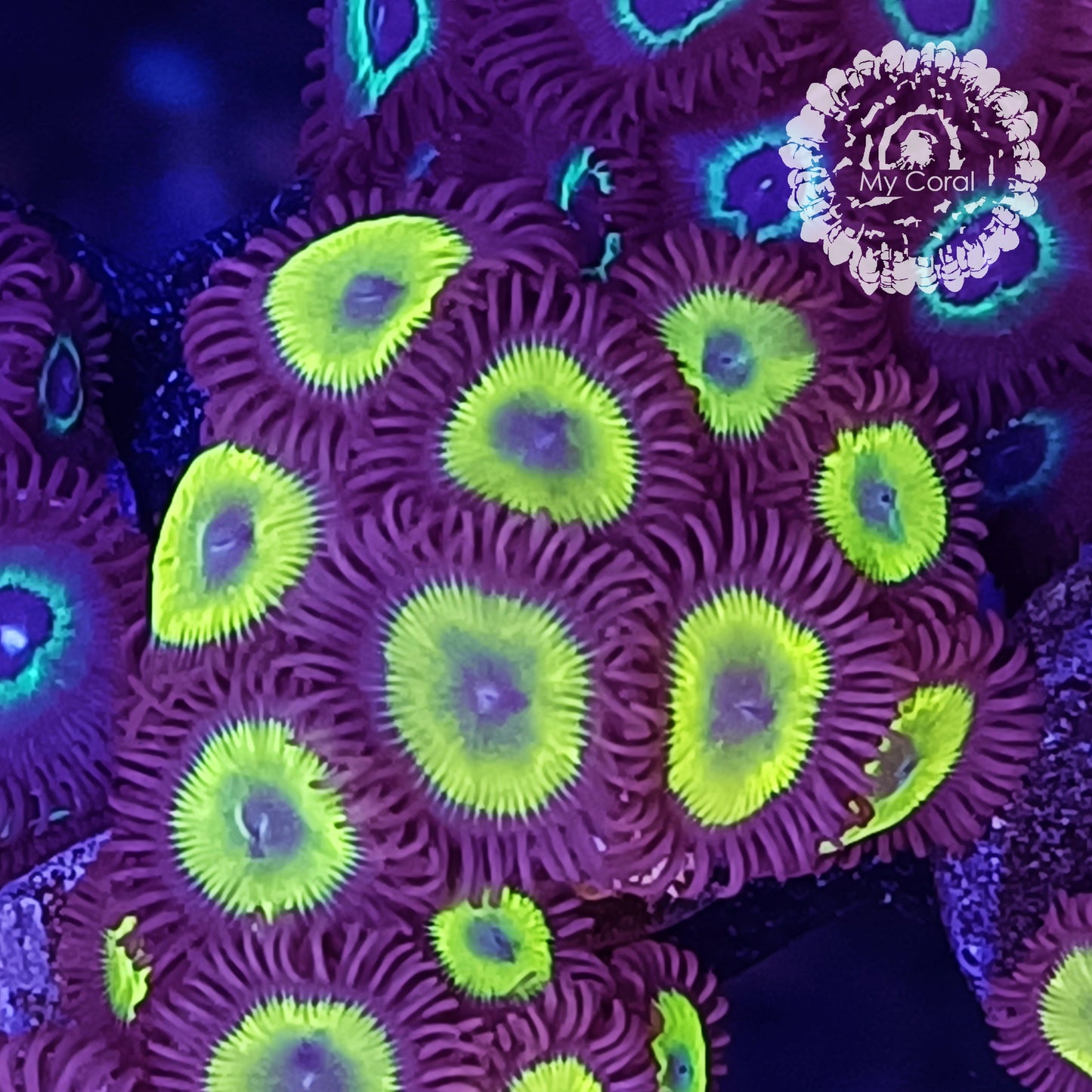 Zoanthus à la demande - Yellow Face
